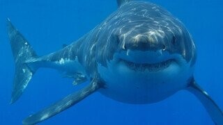 10 Sharktastic Facts About Sharks