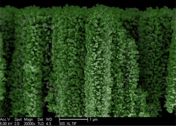 AceV Spon Magn Dot WD 1 um 00 W 20 20000 TLO 43 SIS XTF 