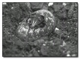 The 8 Most Terrifying Diets in the Animal Kingdom