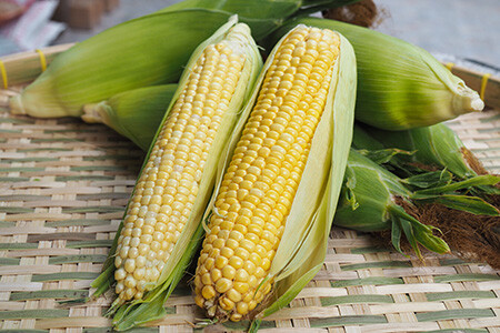 Corn ears