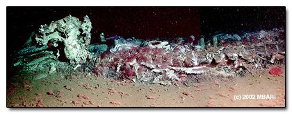 The 8 Most Terrifying Diets in the Animal Kingdom