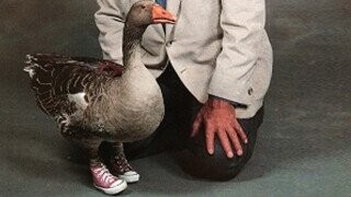 The Unsolved Murder Of Andy, The Goose In Boots