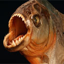 Cracked Round-Up: The Non-Prophet Edition