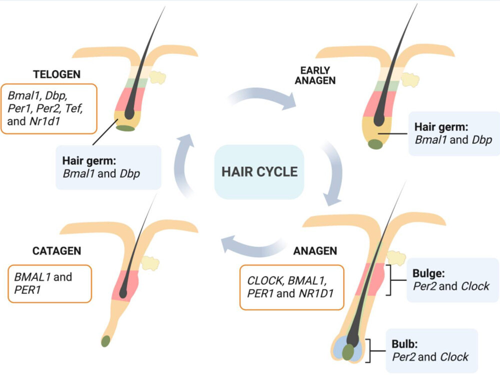 hair follicles growing
