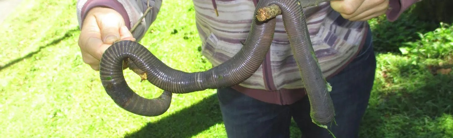 A Giant Worm Was Found And It Turns Out, They're Very Common