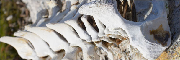 The 8 Most Terrifying Diets in the Animal Kingdom