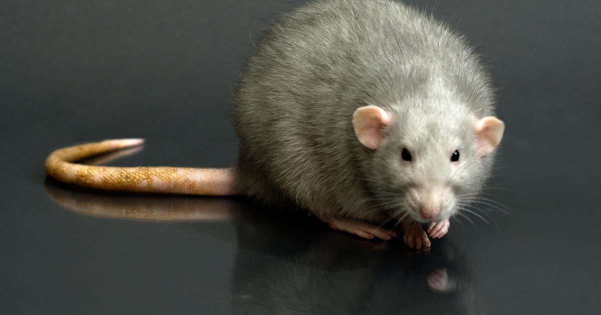 5 Reasons Rats Are Way Scarier Than You Think | Cracked.com