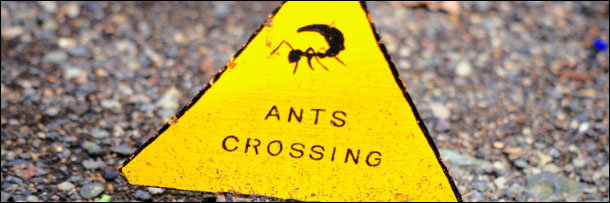 The 8 Most Terrifying Diets in the Animal Kingdom