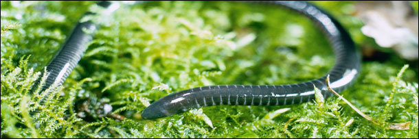 The 8 Most Terrifying Diets in the Animal Kingdom