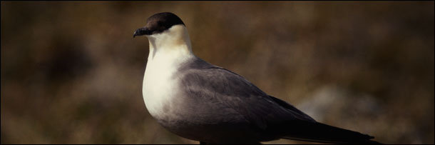 The 8 Most Terrifying Diets in the Animal Kingdom