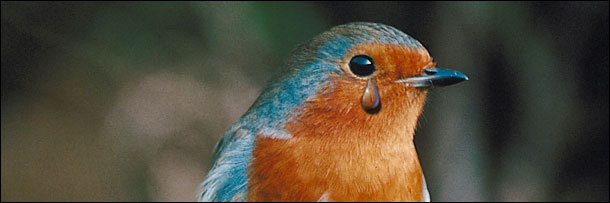 The 8 Most Terrifying Diets in the Animal Kingdom