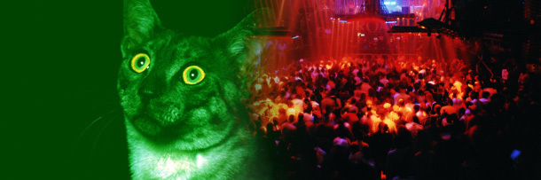 5 Ways to Improve Cats