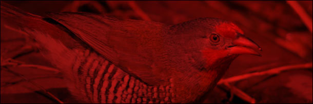 The 8 Most Terrifying Diets in the Animal Kingdom