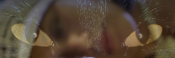 5 Ways to Improve Cats