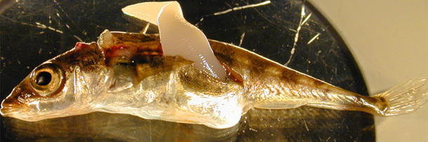 5 Tiny Animals That Deserve Their Own Horror Movie