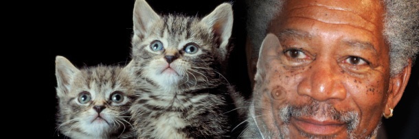 5 Ways to Improve Cats