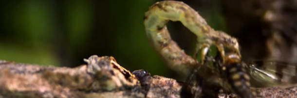 5 Tiny Animals That Deserve Their Own Horror Movie