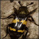 CRACKED ROUND-UP: Amateur Boxing Edition