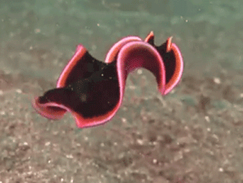 5 Underwater Creatures That Look Like Terrifying Nightmares
