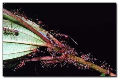 5 Mental Disorders That Only Occur in One Place on Earth