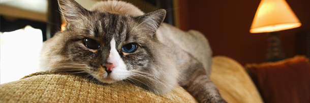 The 6 Most Amazing Things Ever Traded For Pointless Crap