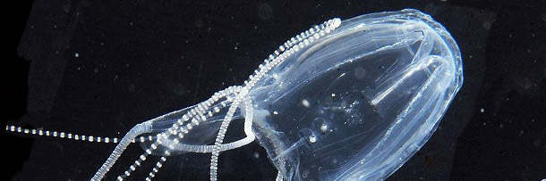 5 Tiny Animals That Deserve Their Own Horror Movie