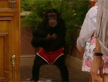 Full House chimp