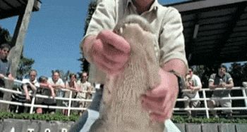 Calming Down An Angry Alligator Is Way Easier Than You Think