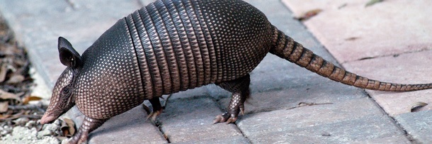 6 Hunters Who Are More Jackass Than Bad Ass