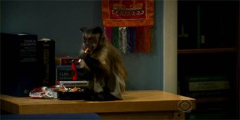 Monkey with a cigarette