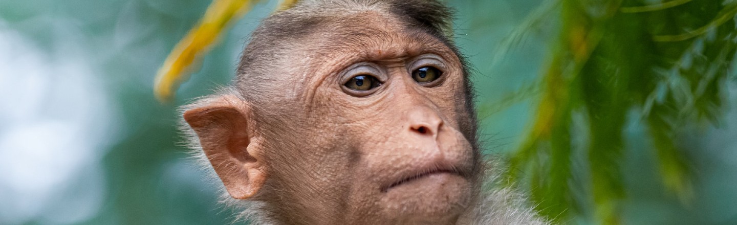 Most Badass Monkey Fighters In Japan Are Three Elderly Women
