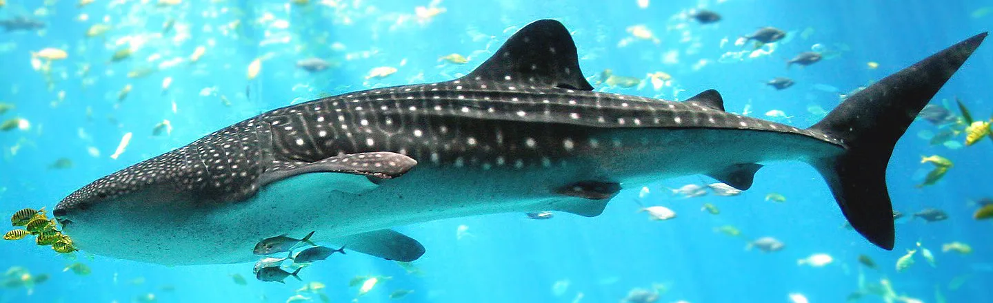 We Know How Old Whale Sharks Are Because Of Nukes