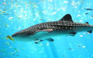 We Know How Old Whale Sharks Are Because Of Nukes
