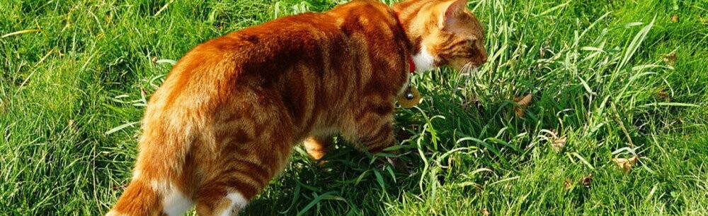 Winston Churchill Demanded Orange Cats, Into Perpetuity