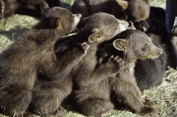 6 Hunters Who Are More Jackass Than Bad Ass