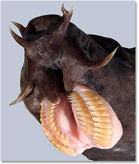 The 7 Most Terrifying Mouths in Nature 