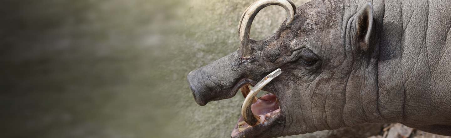 6 Animals Who Live Inside A Horror Movie Every Day