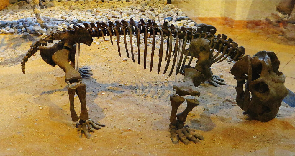 Fossil of Lystrosaurus, an extinct therapsid