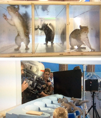 Behind the scenes squirrels