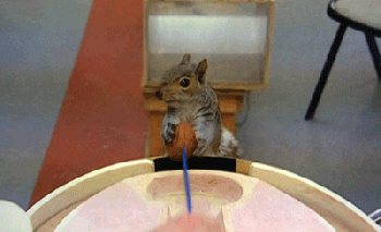 Squirrel cracking a nut