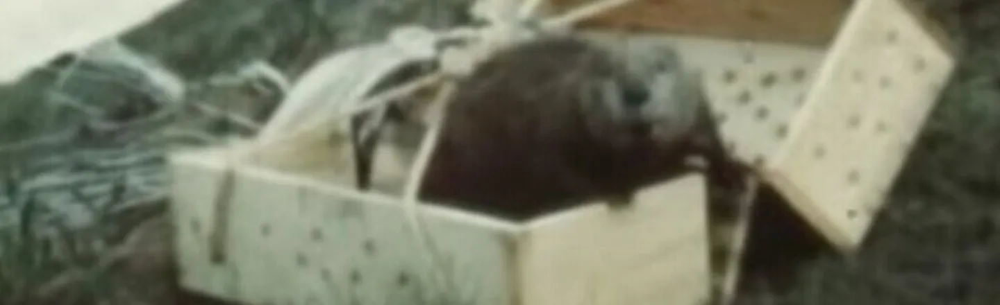 The Time Idaho Dropped A Bunch Of Beavers In Parachutes