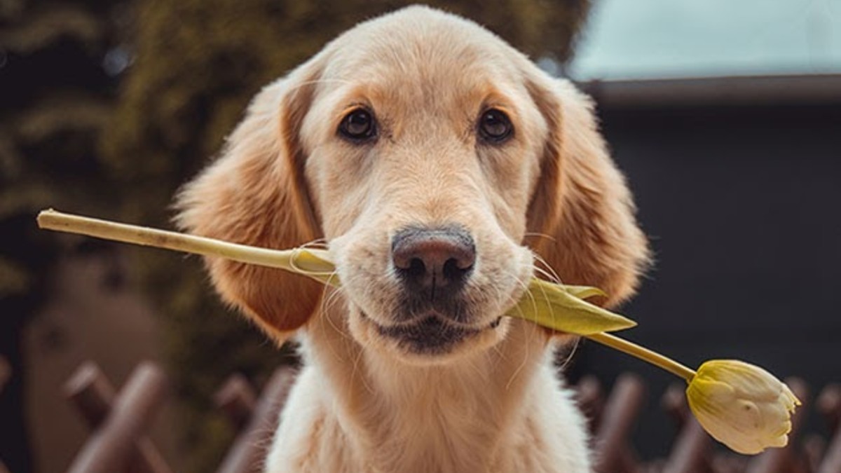Shoe Attack Lesson 1 Bush Has Mortal Kombat Reflexes Shoe Attack Lesson 1 Bush Has Mortal Kombat Reflexes