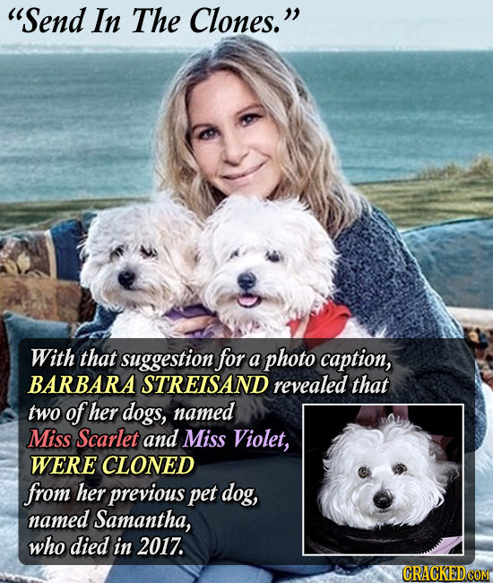 Send In The Clones. With that suggestion for a photo caption, BARBARA STREISAND revealed that two of her dogs, named Miss Scarlet and Miss Violet, W