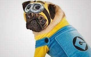 16 Clearly Miserable Dogs In Halloween Costumes