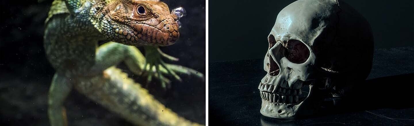 One Fifth Of All Reptiles Are In Danger Of Extinction, Oops
