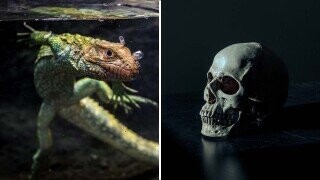 One Fifth Of All Reptiles Are In Danger Of Extinction, Oops