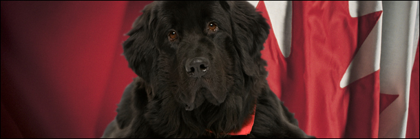 5 Of the Most Badass Soldiers Ever (Happened to be Dogs)