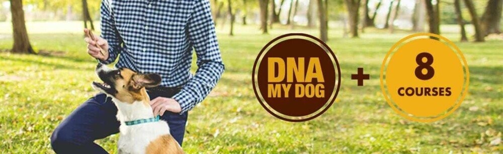 Become A Better Dog Master With This Special Bundle