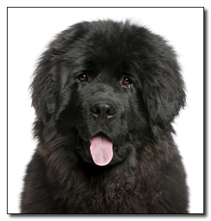 5 Of the Most Badass Soldiers Ever (Happened to be Dogs)