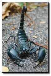 6 Animals That Can Get You High